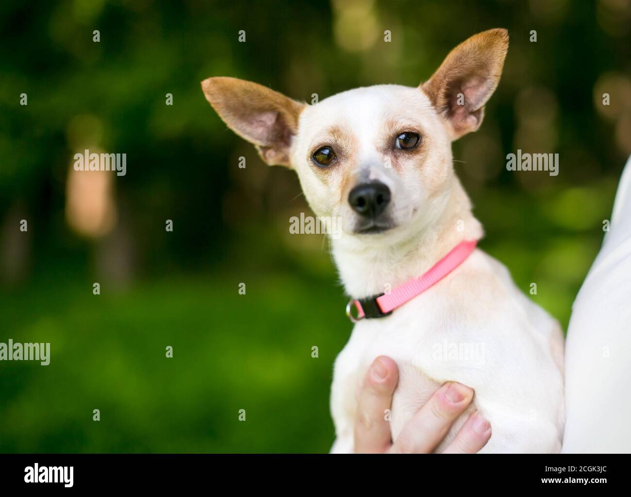 Ein kleiner Chihuahua Hund, der von einer Person und gehalten wird Blick auf die Kamera Stockfoto