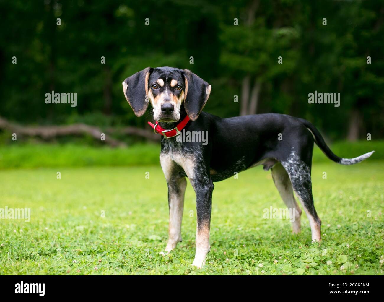 Ein Bluetick Coonhound Hund im Freien trägt einen roten Kragen und Blick auf die Kamera Stockfoto