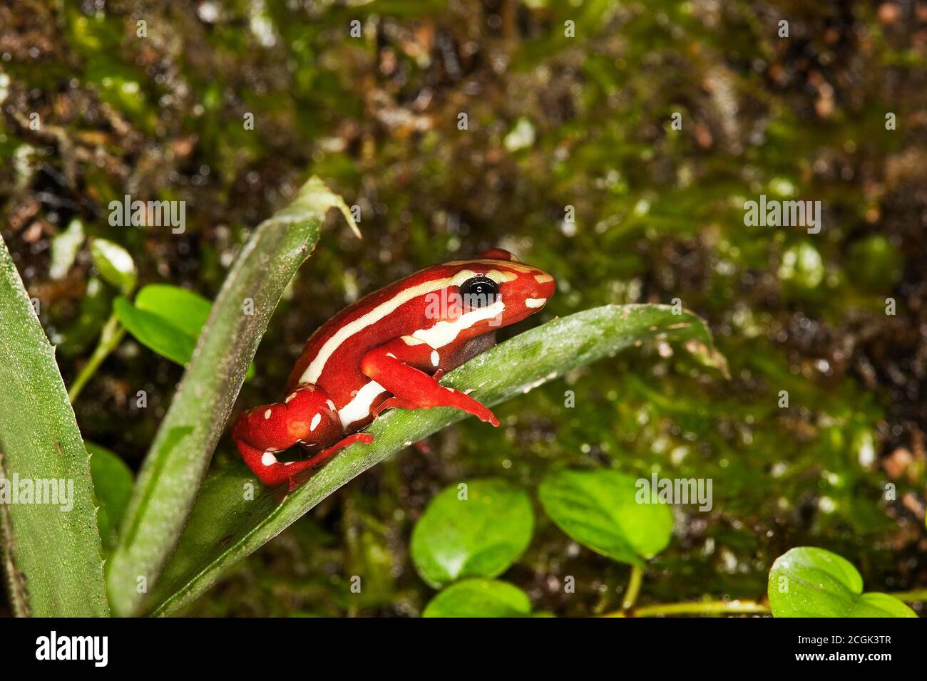 Phantasmal Poison Frog, Epipedobates tricolor, Erwachsene stehen auf Leaf, Venomfrosch aus Südamerika Stockfoto