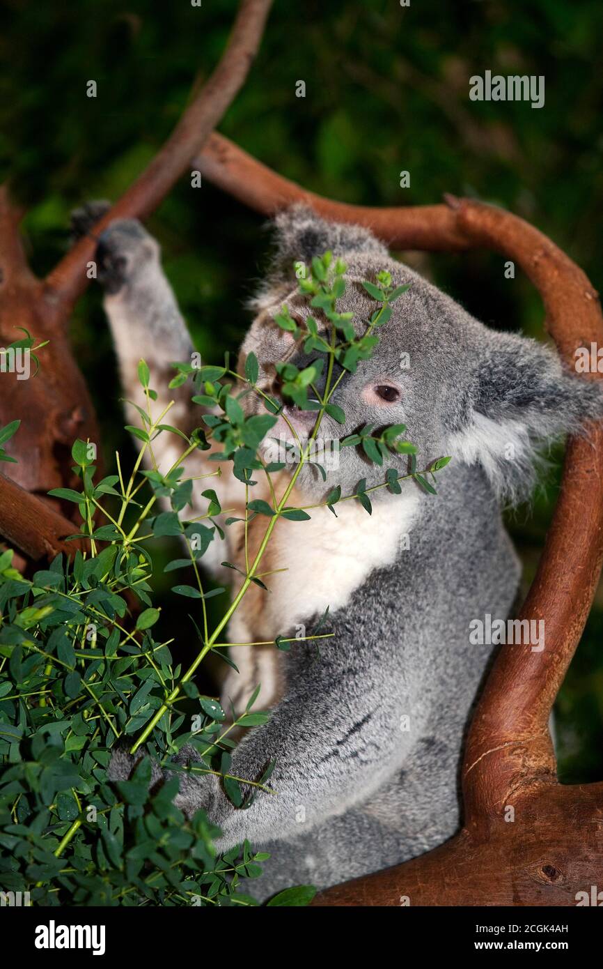 Koala bamboo -Fotos und -Bildmaterial in hoher Auflsung  Alamy