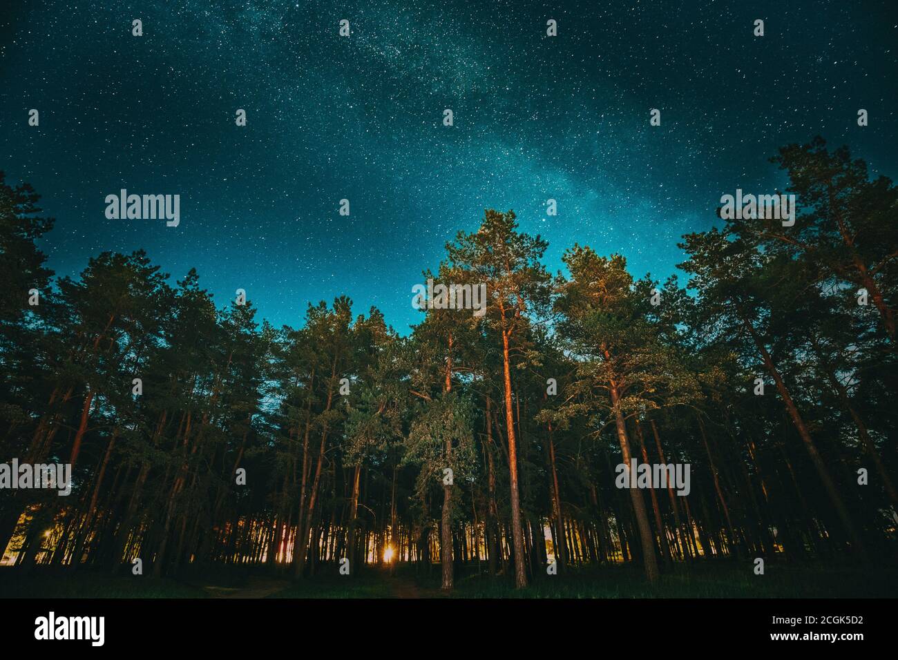 Grüne Bäume Wald im Park unter sternenklaren Nachthimmel mit Milchstraße. Nacht-Landschaft mit natürlichen echte leuchtenden Sterne über Wald oder Park im Sommer Stockfoto