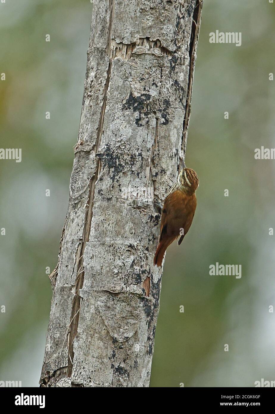 Gestreifte Xenops (Xenops rutilans rutilans) Erwachsene klammert sich an Baumstamm REGUA, Atlantic Rainforest, Brasilien Juli Stockfoto