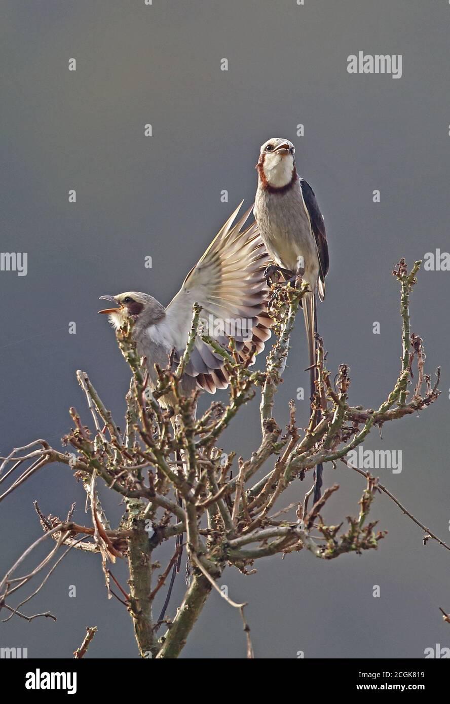 Streamer-tailed Tyrant (Gubernetes yetapa) Paar in Baumspitze Atlantic Rainforest, Brasilien Juni Stockfoto