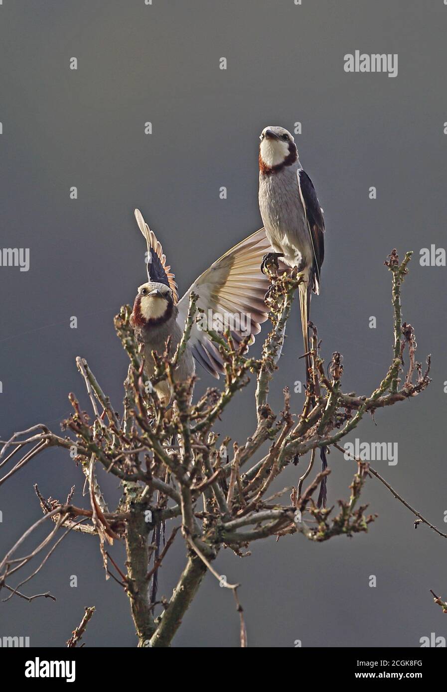 Streamer-tailed Tyrant (Gubernetes yetapa) Paar in Baumspitze Atlantic Rainforest, Brasilien Juni Stockfoto