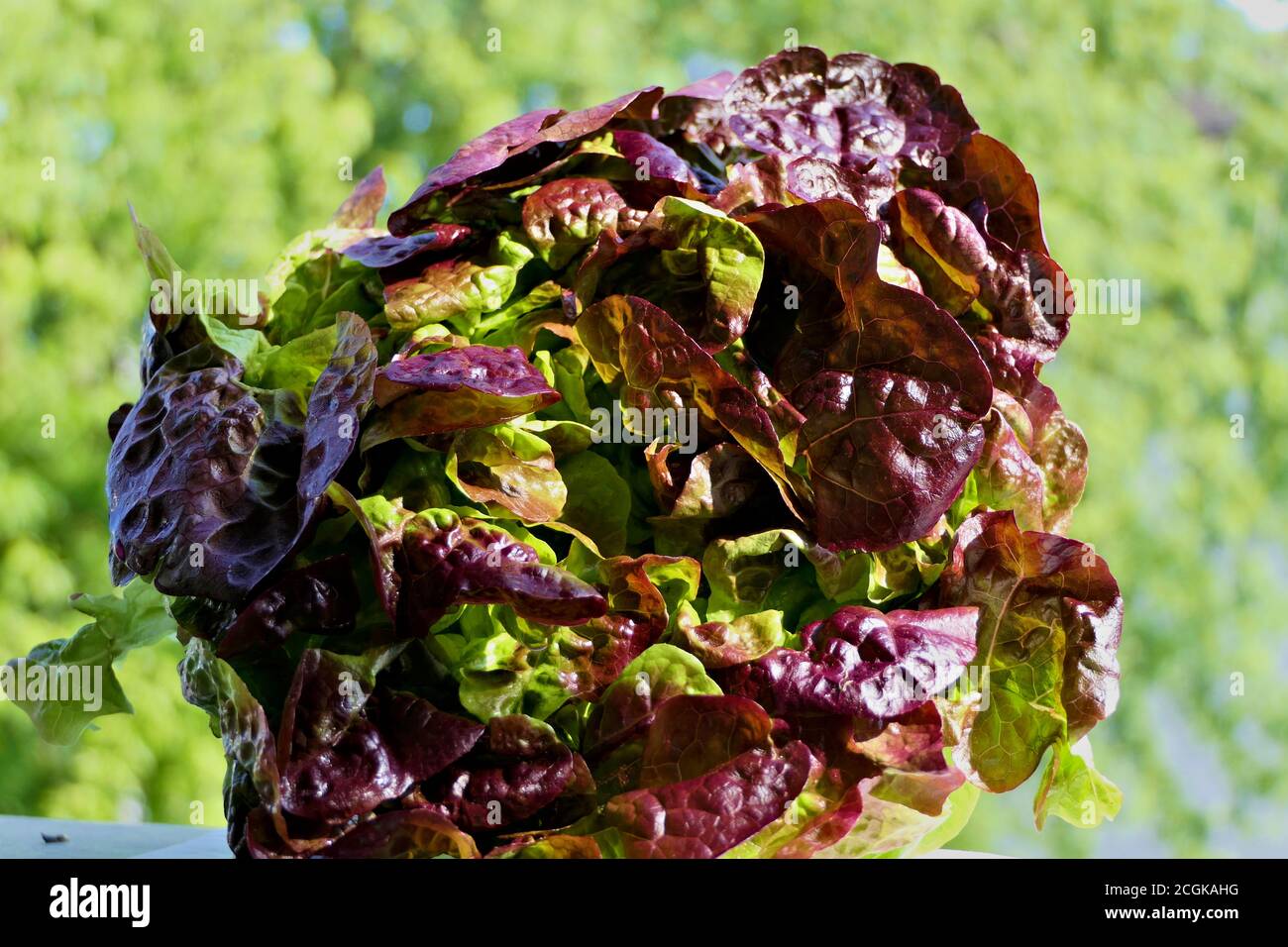 Closeup-Salat - rot gewellter Salat im Freien in natürlichem Sonnenlicht Stockfoto