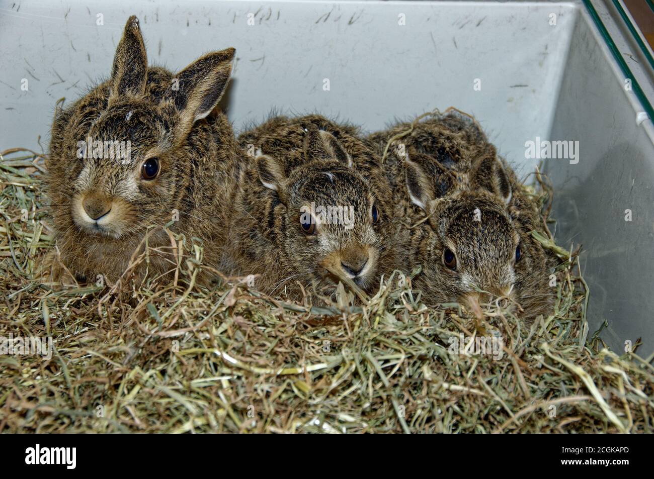 Europäischer brauner Hase (Lepus europaeus) Leverets, verlassen, in der Obhut, Waisen. Stockfoto