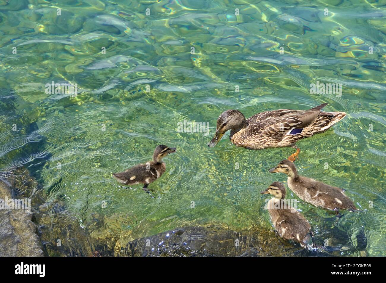 Ente und Enten - weibliche Stockente, die auf der freien Wassersklappe schwimmend Türkisfarbenes Wasser eines Sees mit ihren drei Babys Stockfoto