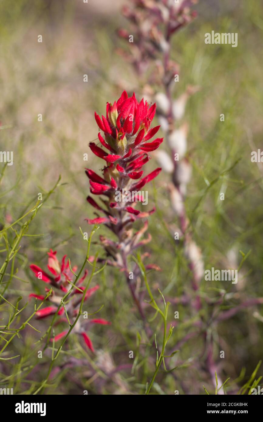 Rote Blüte, Desert Paintbrush, Castilleja Chromosa, Orobanchaceae, einheimische hemiparasitäre Staude, Joshua Tree National Park, South Mojave Desert. Stockfoto