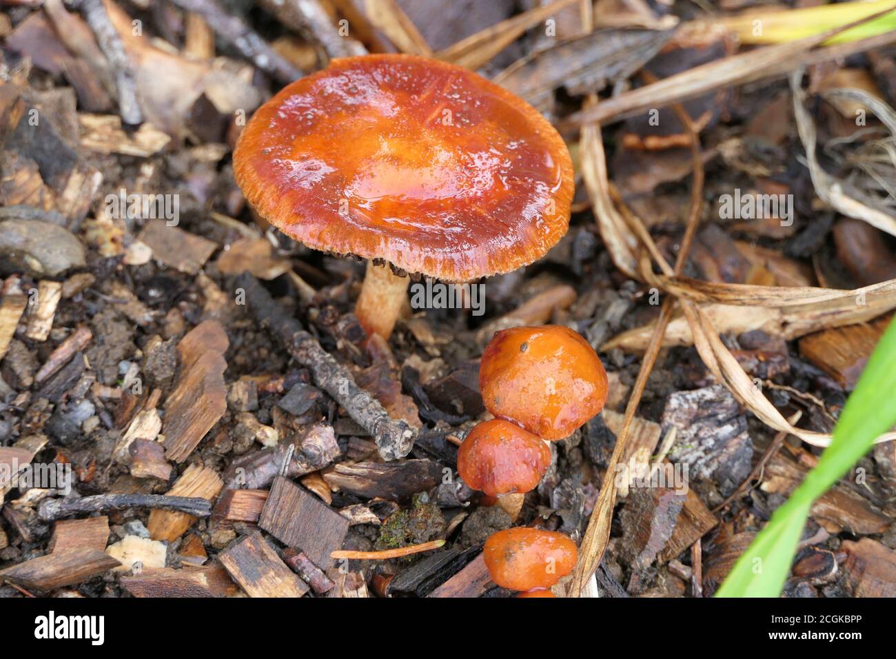 Toadstool oder Pilz, der den Wald mit seiner Orange verschönert Farbe Stockfoto