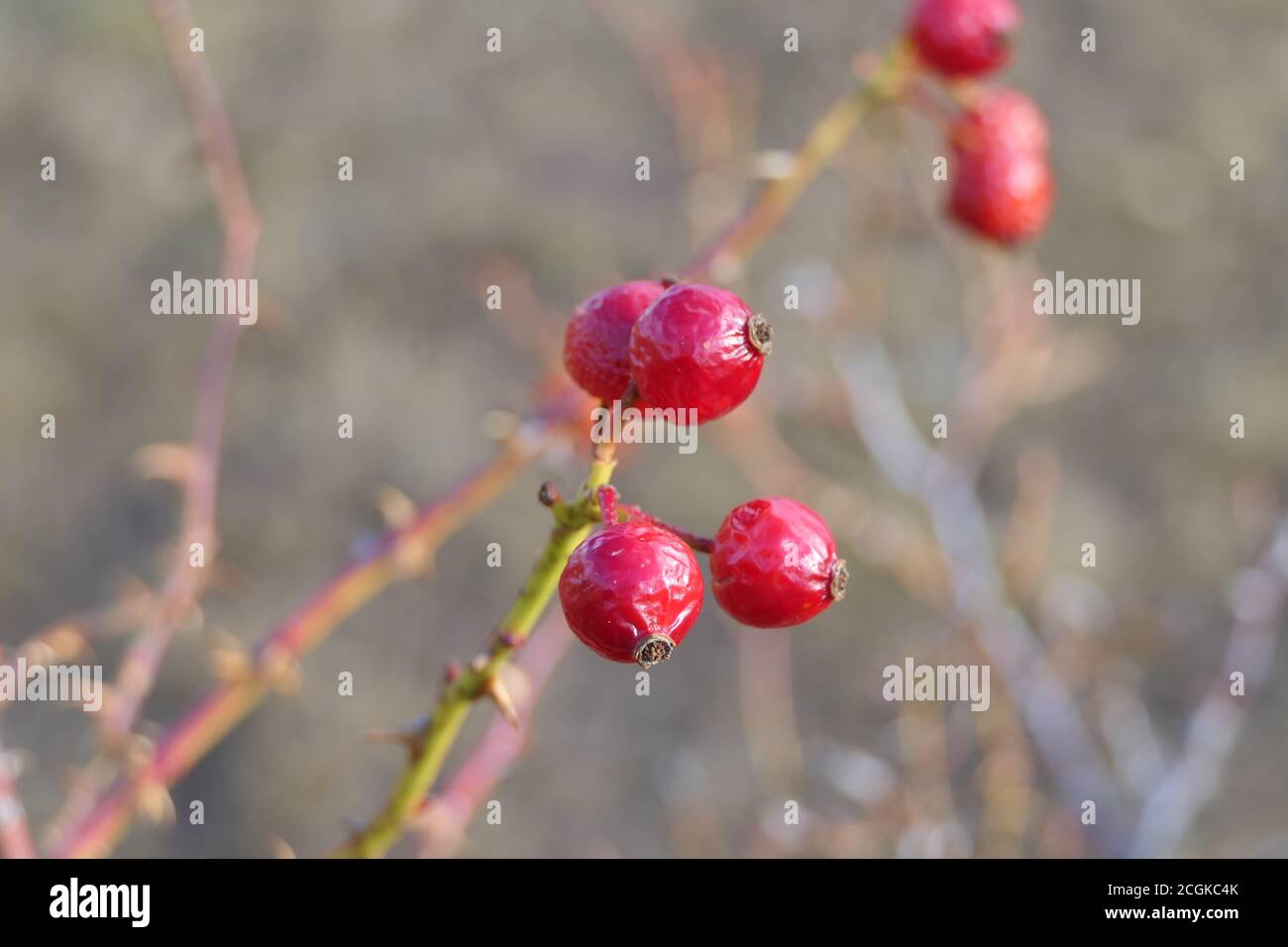 Nahaufnahme gefrorene rote Beeren oder Vogelbeeren auf einem Zweig Im Herbst mit verschwommenem Hintergrund Stockfoto