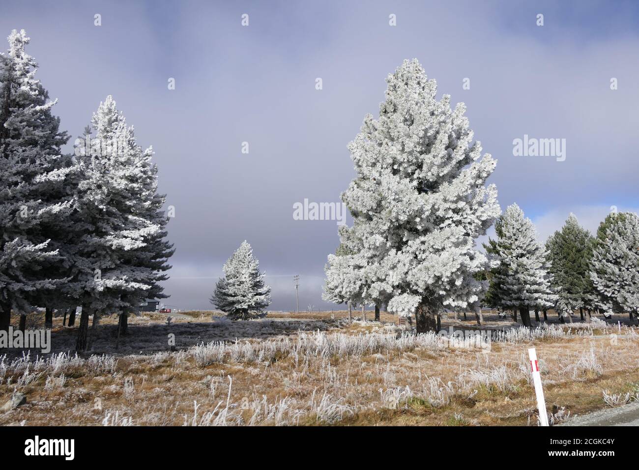 Neuseeland Winter - verschneite Bäume in einem magischen Licht Stockfoto