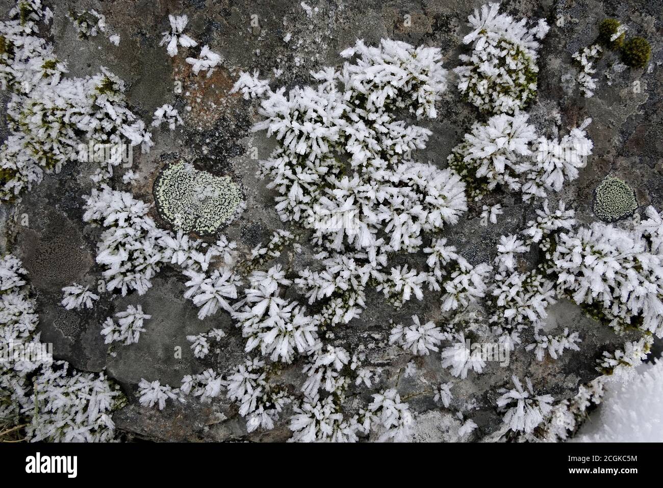 Naheup Flechten oder Moos mit Eiskristallen auf Felsen bedeckt An einem kalten und frostigen Wintermorgen Stockfoto