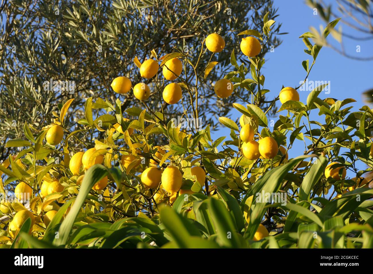 Zweig eines Zitronenbaums mit vielen reifen gelben Zitronen Und blauer Himmel im Hintergrund Stockfoto