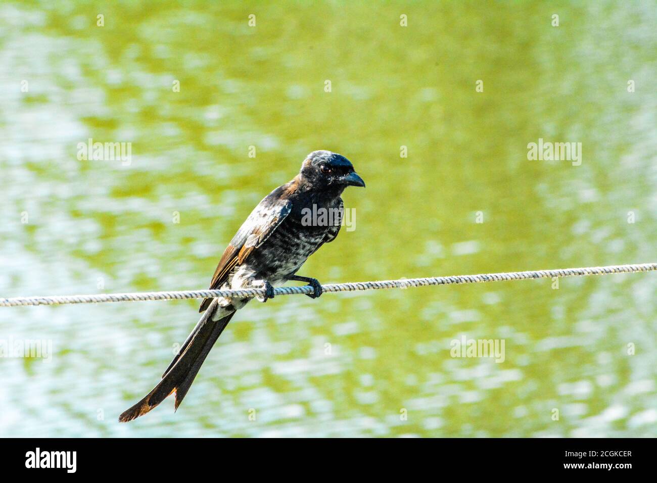 Schwarzer Vogel Stockfoto