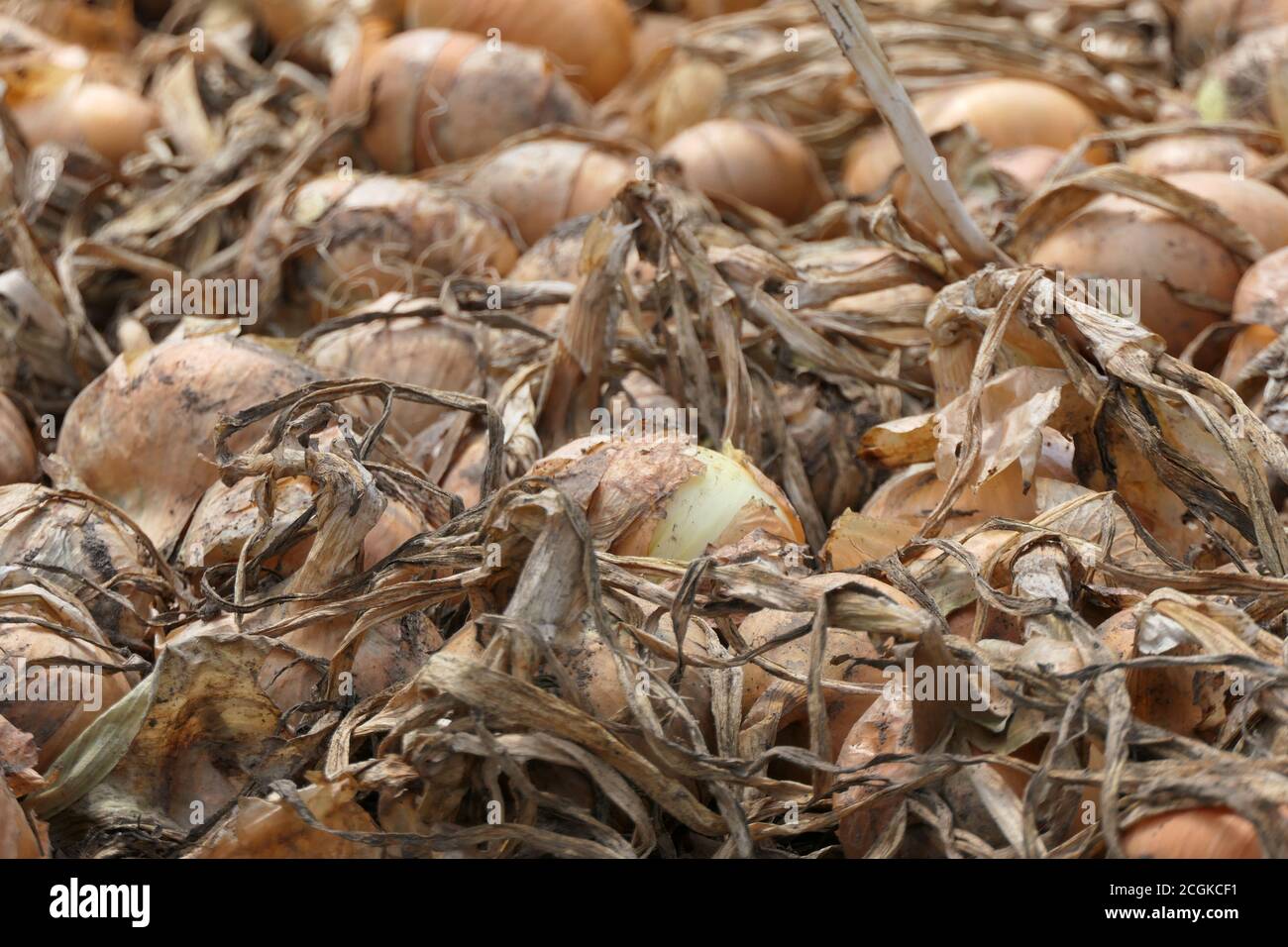 Nahaufnahme von reifen oder reifen Zwiebeln mit Schale auf liegen In einem Feld auf dem Boden Stockfoto