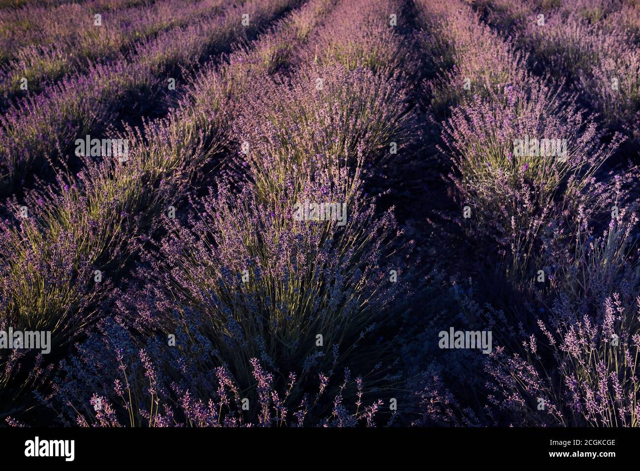 Lavendelviolettfeld im Sommer Sonnenuntergang Zeit. Provence in frankreich. Stockfoto