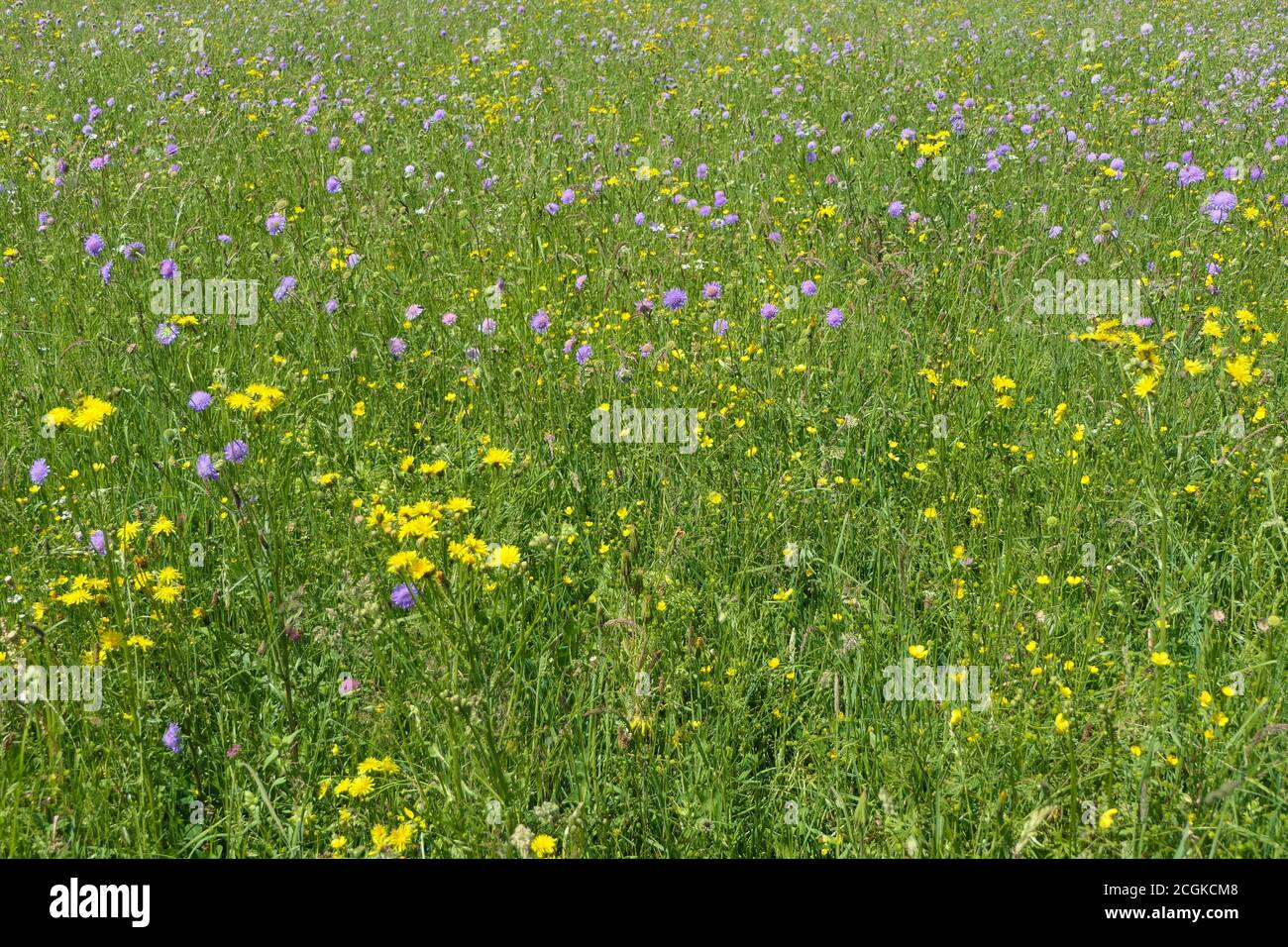 Fröhliche frische Sommerwiese mit grünem Gras gelb und lila Blumen Stockfoto