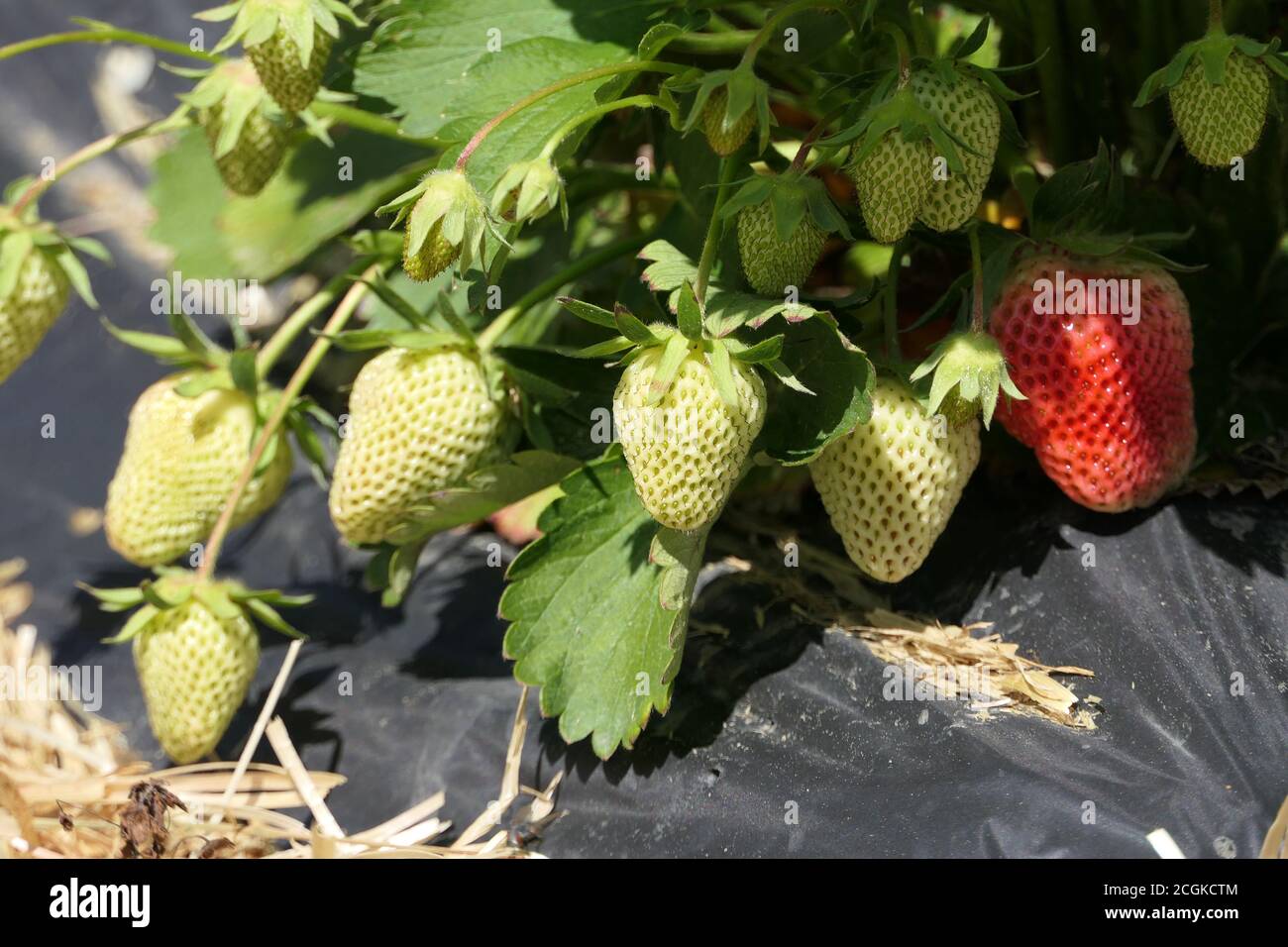 Nahaufnahme einer Erdbeerpflanze mit reifenden Erdbeeren Frühsommer Stockfoto