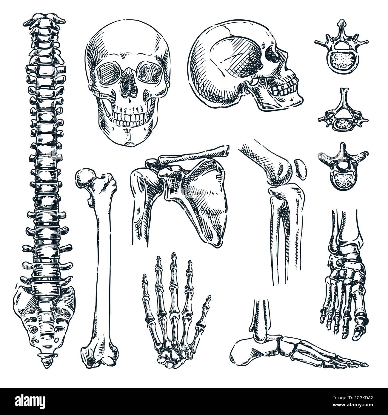 Menschliches Skelett, Knochen und Gelenke, isoliert auf weißem Hintergrund. Vektor handgezeichnete Skizzendarstellung. Symbole für Doodle-Anatomie gesetzt Stock Vektor