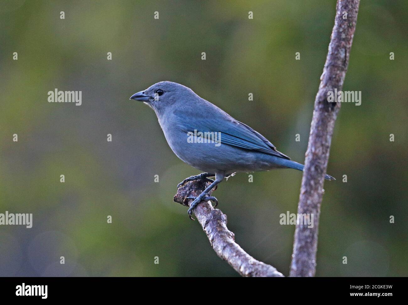 Sayaca Tanager (Thraupis sayaca sayaca) Erwachsener thront auf Zweig Atlantic Regenwald, Brasilien Juni Stockfoto