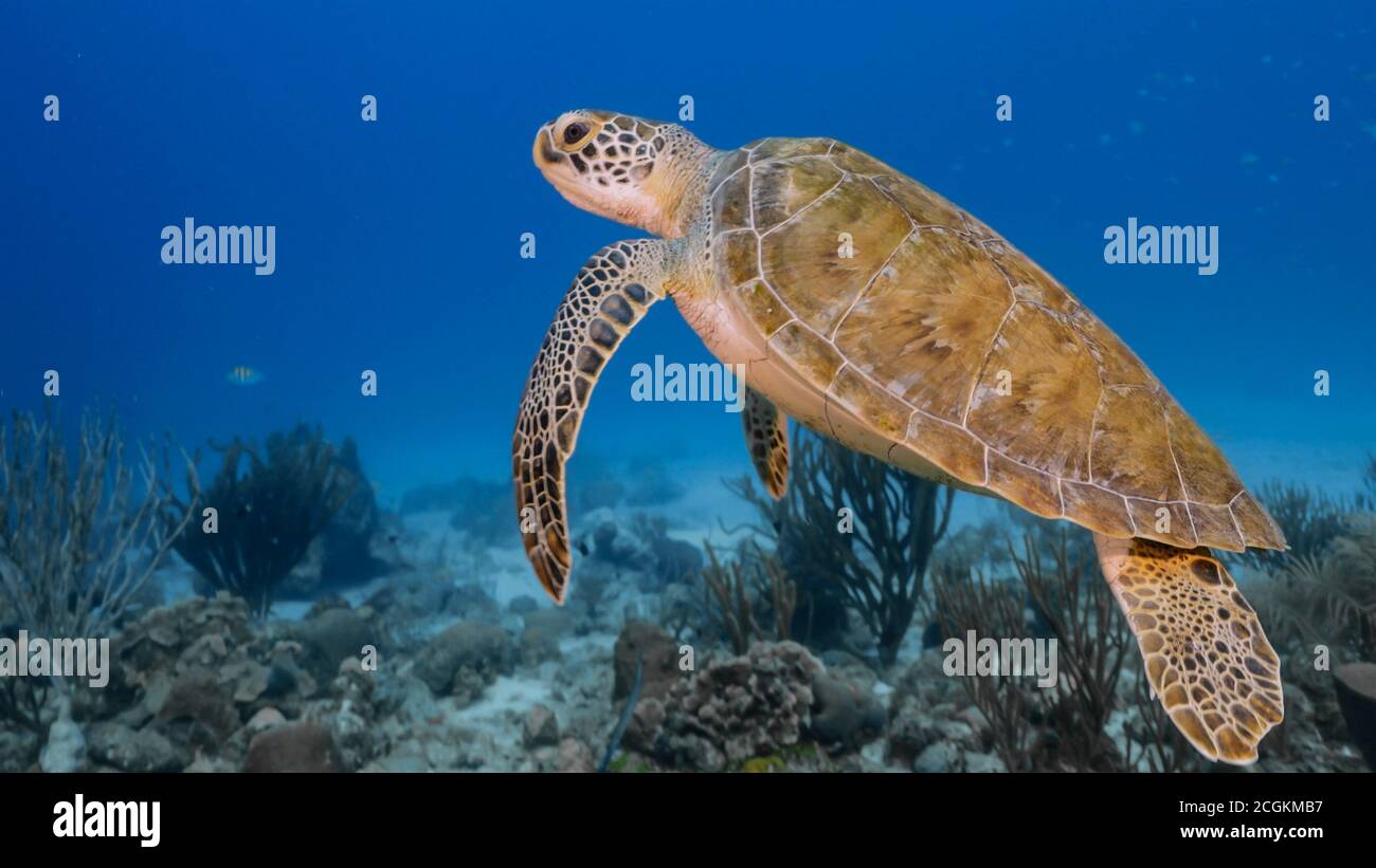 Grüne Meeresschildkröten Schwimmen Sie im türkisfarbenen Wasser des Korallenriffs In der Karibik Stockfoto