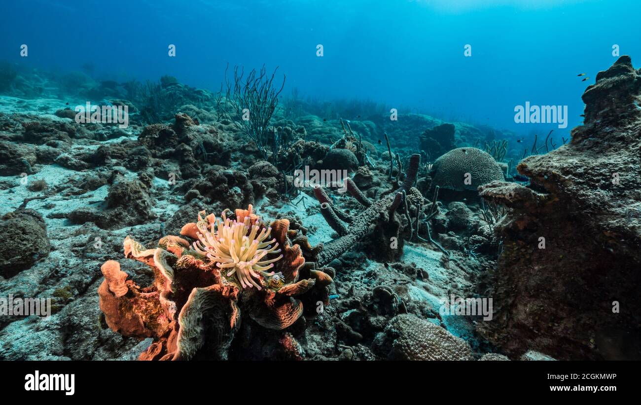 Seascape in türkisfarbenem Wasser von Korallenriff in der Karibik / Curacao mit Meer Anemone, Fisch, Korallen und Schwamm Stockfoto