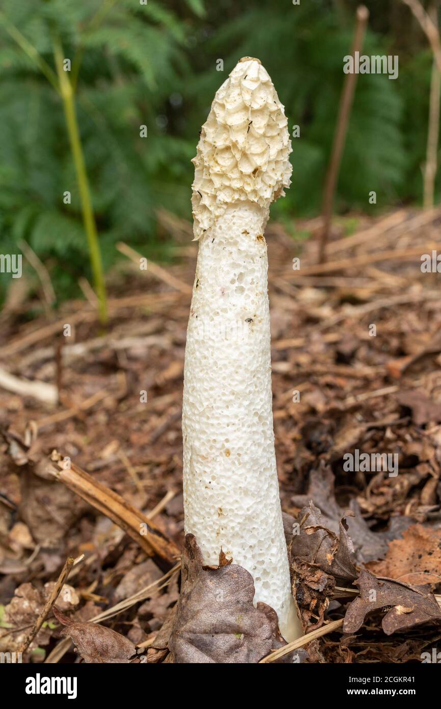 Gewöhnliches Stinkhorn (Phallus impudicus), ein übel riechender Toadstool oder Pilz, Großbritannien Stockfoto