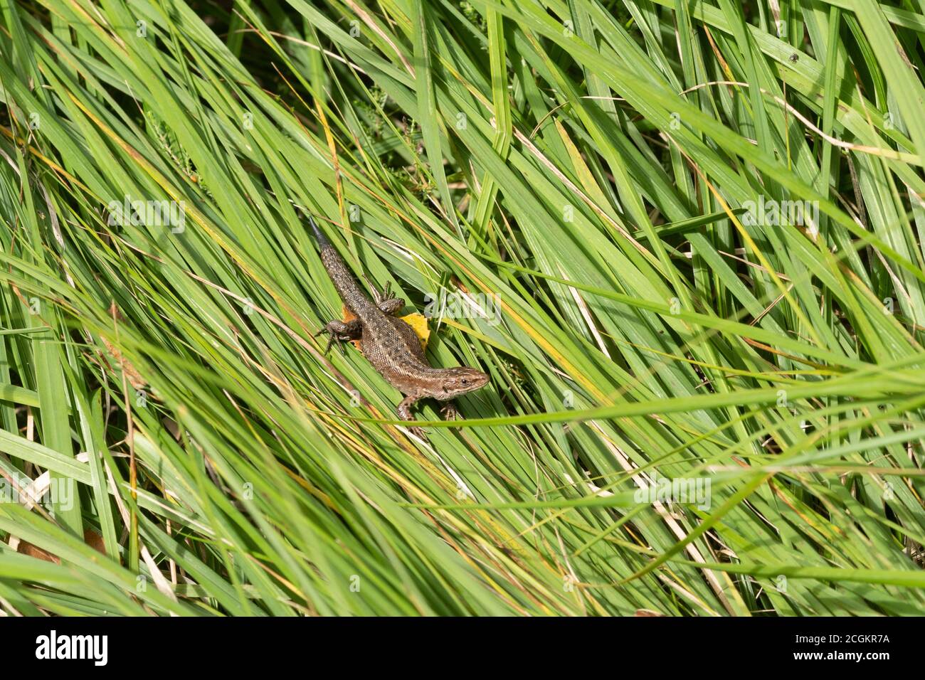 Gewöhnliche Eidechse auch als viviparous Eidechse (Zootoca vivipara) sonnen sich auf langem Gras, Großbritannien Stockfoto
