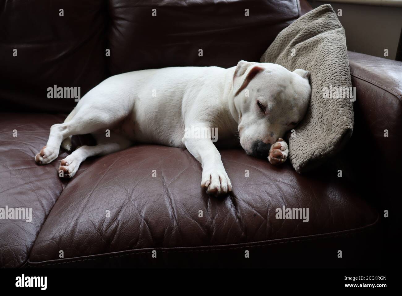 Niedlicher weißer Welpenhund schläft auf braunem Sofa mit Kopf auf Decke. Stockfoto