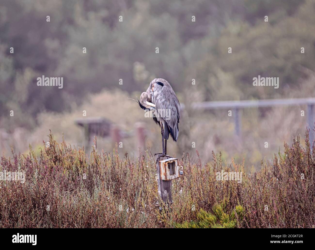 Blaureiher (Ardea herodias) In Malibu Lagoon State Beach CA USA Stockfoto