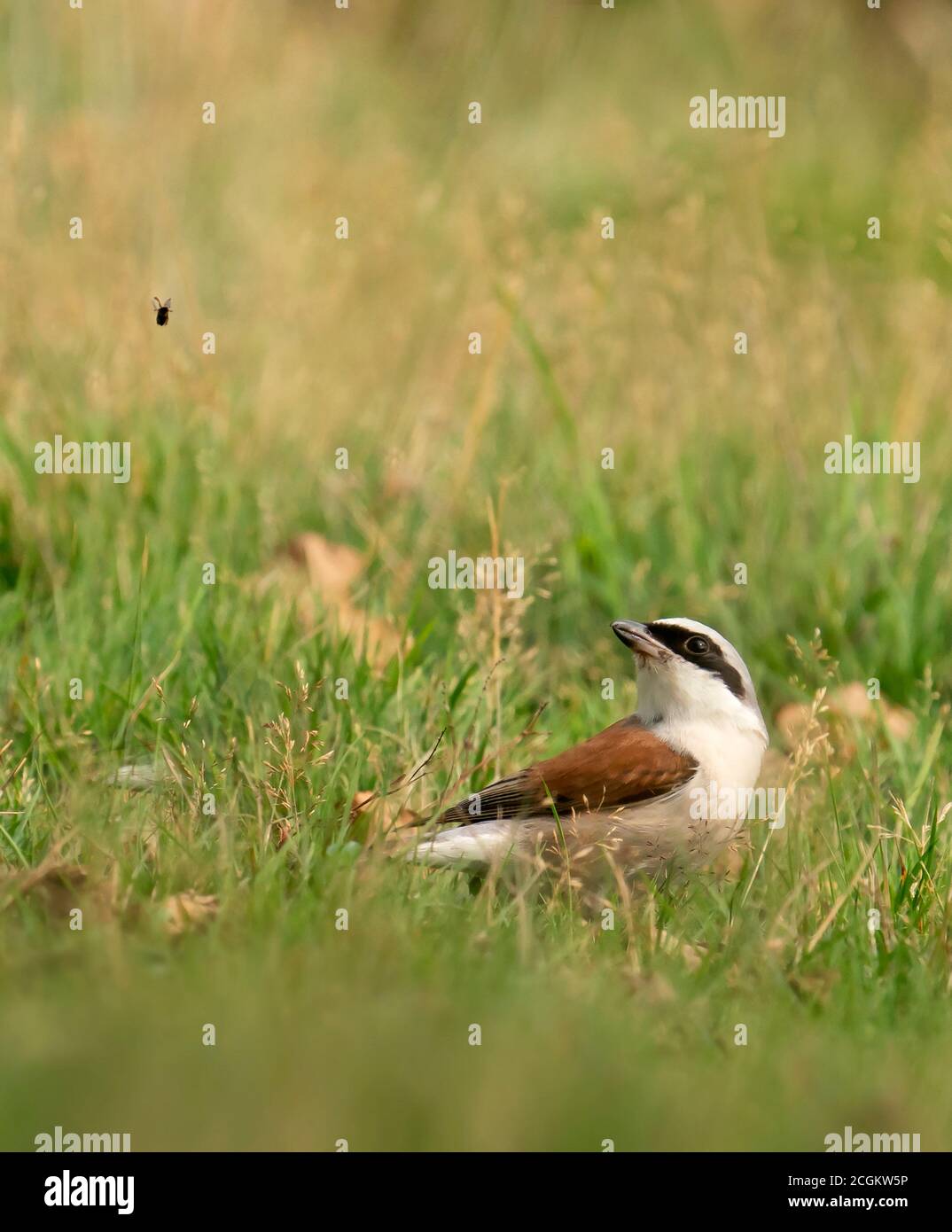 Männliche Rotrückenwürger (Lanius collurio), die Insekten fangen, West Midlands Stockfoto