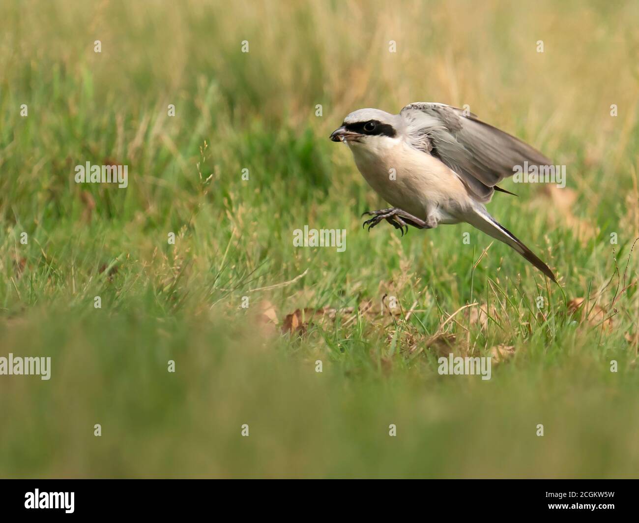 Männliche Rotrückenwürger (Lanius collurio), die Insekten fangen, West Midlands Stockfoto