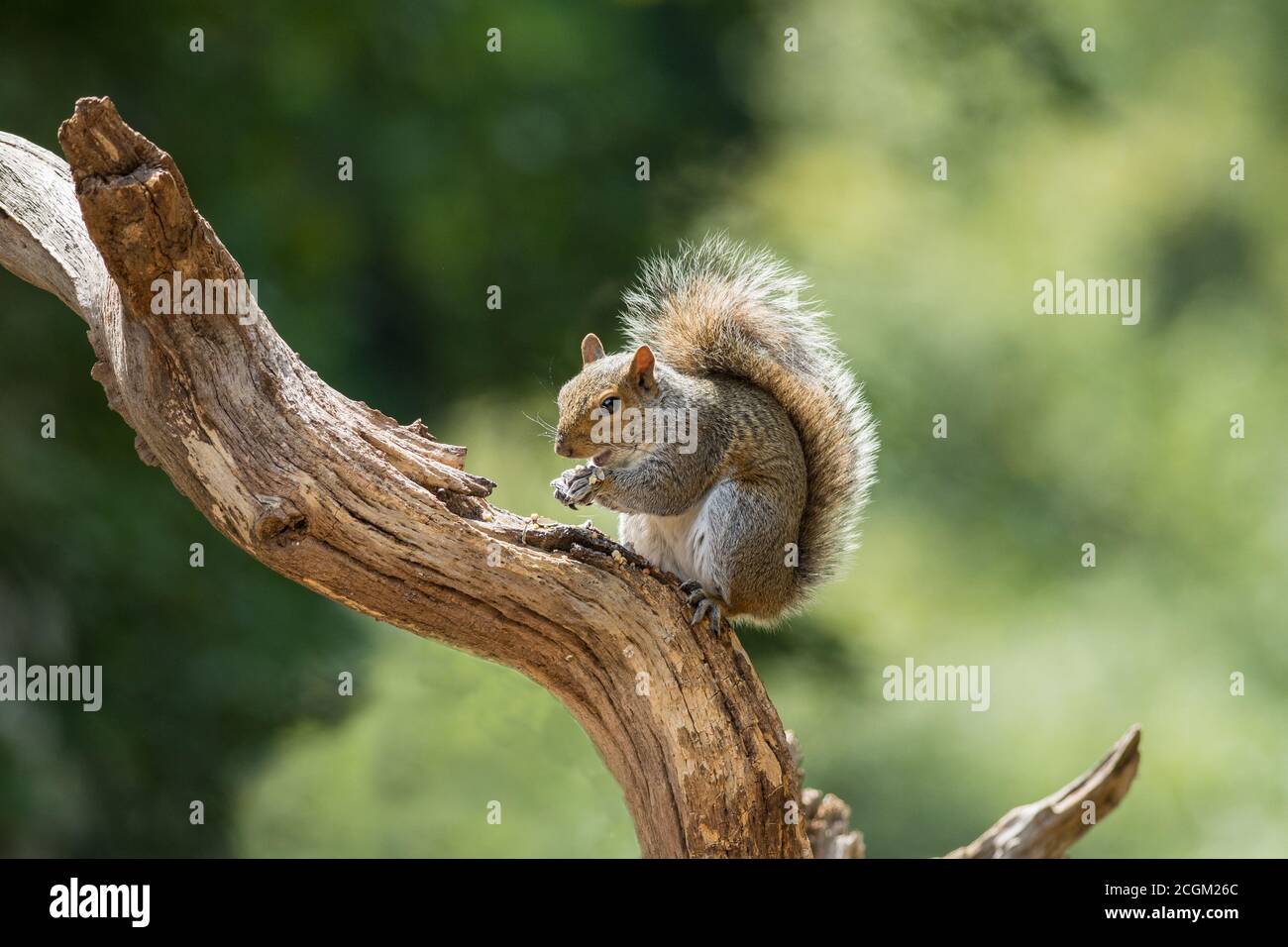 Grauer Eichhörnchen Sciurus carolinensis auf Baumglied der Neue Wald Hampshire UK Stockfoto