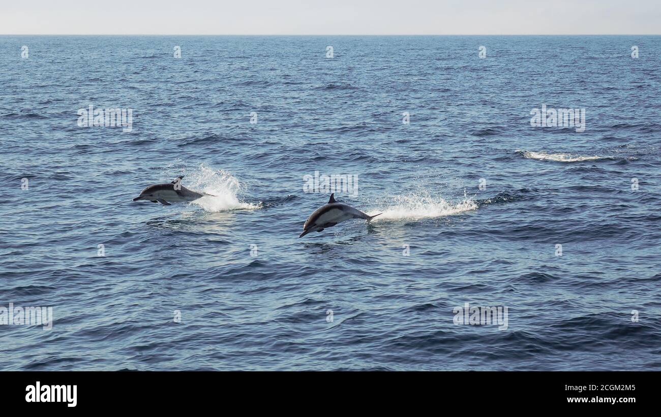 Zwei Delfine in der Luft, als sie an einem sonnigen Tag aus dem Pazifik springen und Wasser um sie herum spritzt. Stockfoto