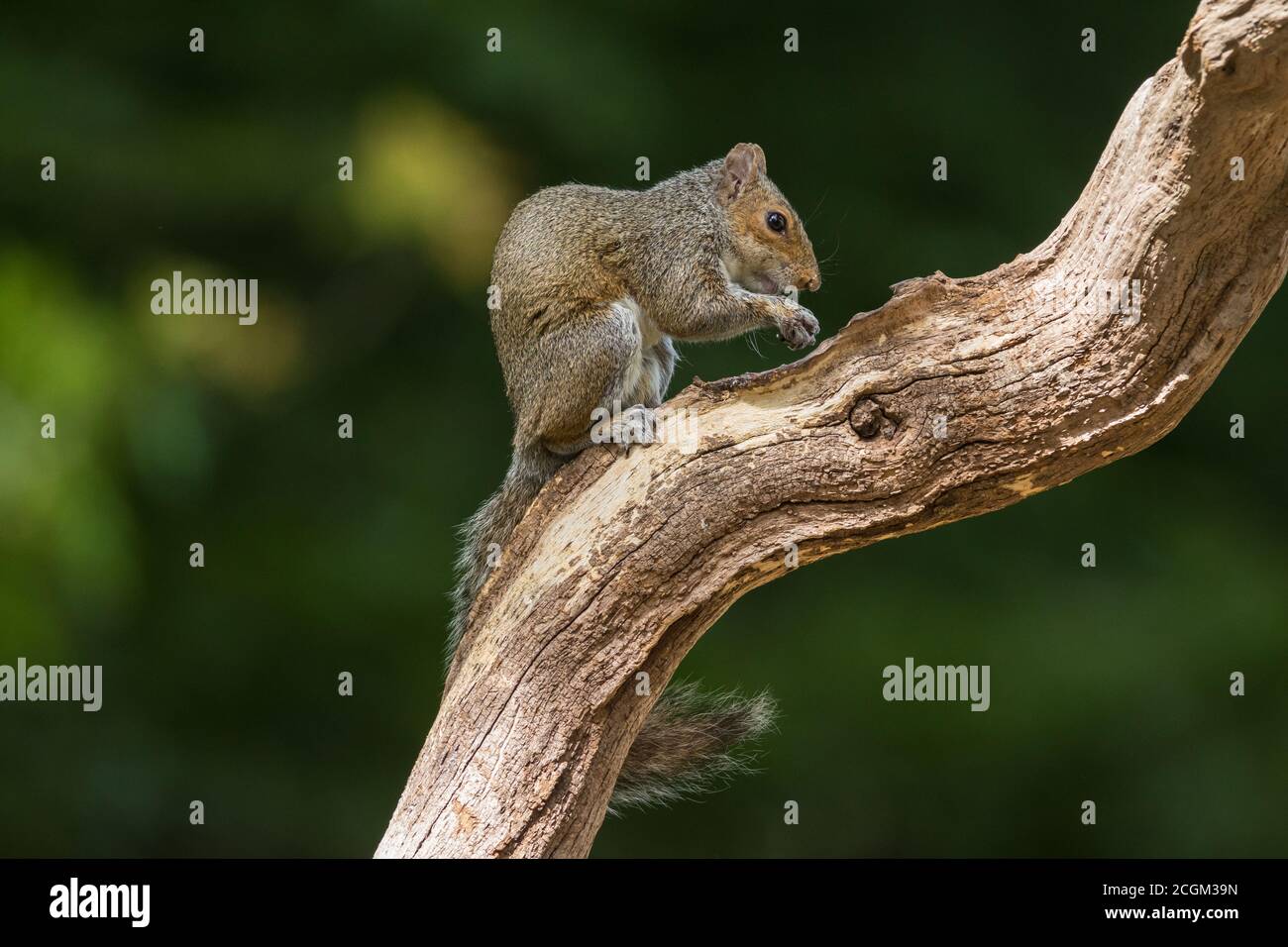 Grauer Eichhörnchen Sciurus carolinensis auf Baumglied der Neue Wald Hampshire UK Stockfoto