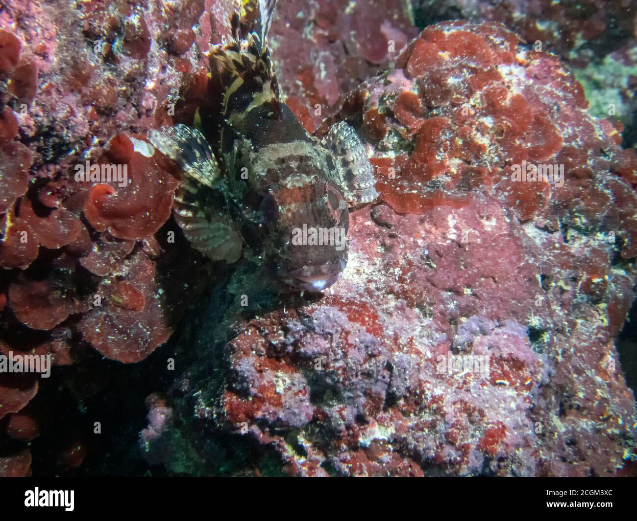 Nahaufnahme eines schwarzen Skorpionfisches (Scorpaena porcus) Im Mittelmeer Stockfoto