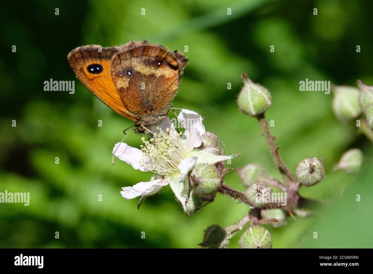 Gatekeeper Pyronia tithonus Windsor Great Park Surrey Großbritannien Stockfoto