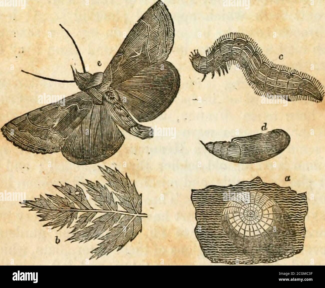 . Insektumwandlungen . ation. Thealarm ging weiter, denn er begann zu flüstern * J. R. t J. R. t RF aumnr, ii. 33G. 212 INSEKTUMWANDLUNGEN. Daß sie giftig waren; und viele waren in conse-quence Angst, Suppen oder Salate zu berühren. Reaumurthought es obliegt ihm, diese Vorstellung atsome Länge zu widerlegen; Aber wir können seine Lehre nicht als sehr schmackhaft hinnehmen, wenn er uns sagt, dass wenige Gerichte von Soupor Salat je ohne Beilagen zubereitet werden, und doch wird die ganze Welt dort nicht vergiftet, mehr als durch Austern oder Viper Brühe.Er bemühte sich auch, Rechenschaft zu geben Stockfoto