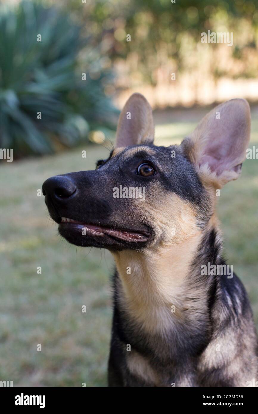 Junger, wachsamer deutscher Pinscher mit aufgehobenen Augen Stockfoto