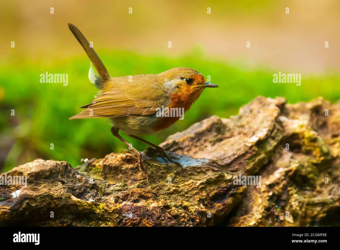 Europäische Robin (Erithacus rubecula) kicheln in einem Wald Stockfoto