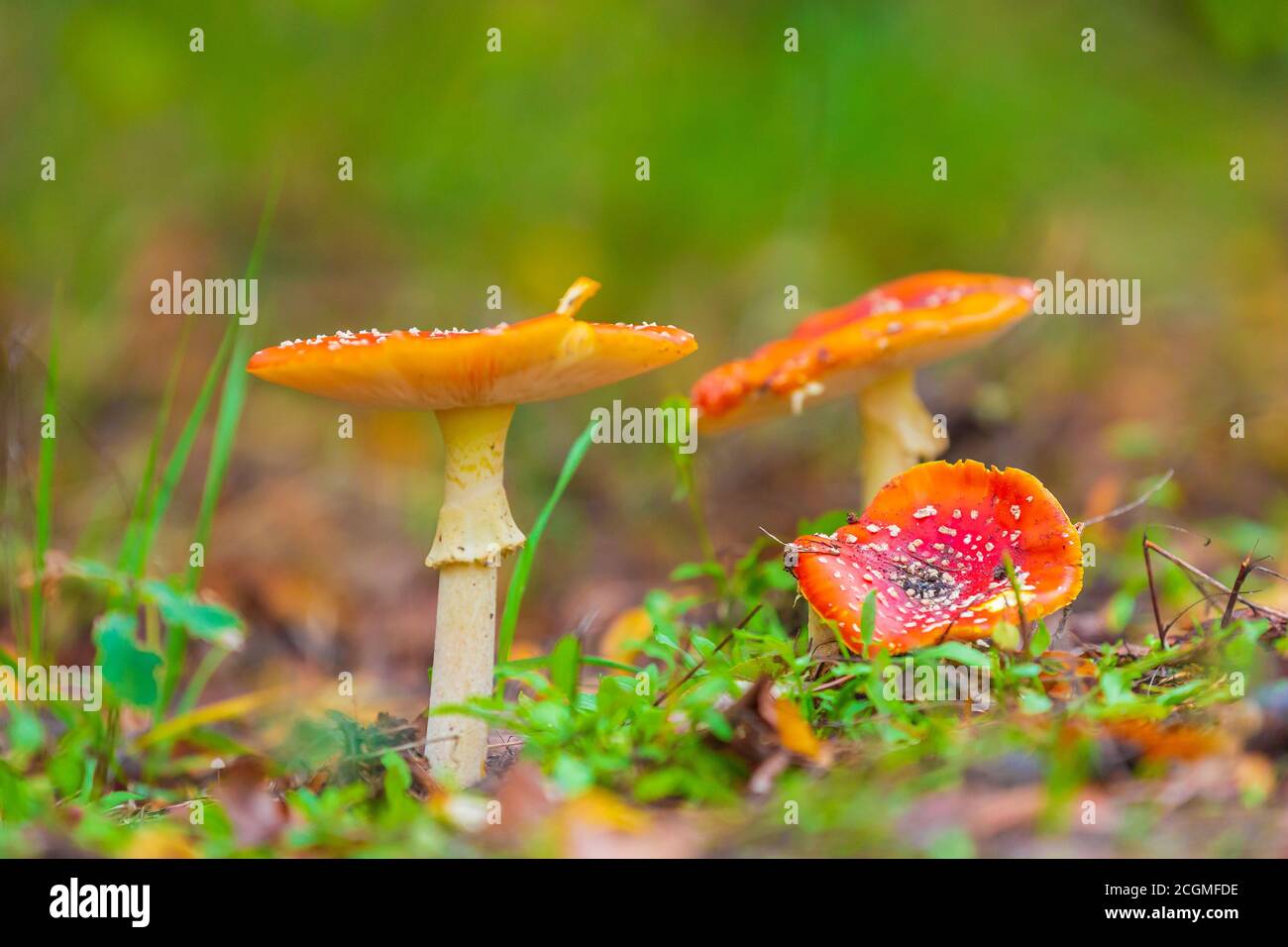 Amanita muscaria, fly Agaric oder amanita basidiomycota muscimol Pilz mit typischen weißen Flecken auf einem Red Hat in einem Wald fliegen. Natürliches Licht, lebendige Stockfoto