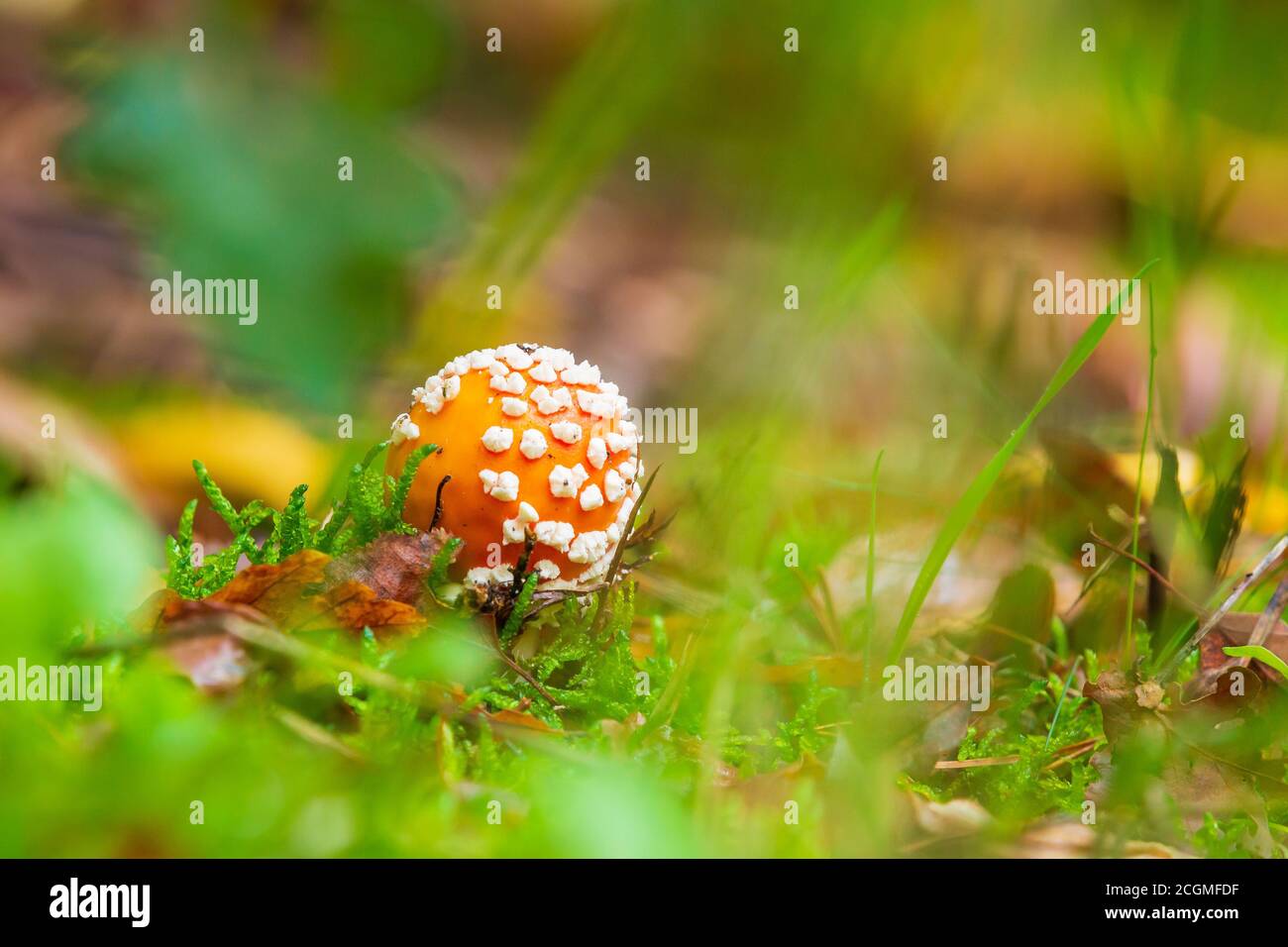 Amanita muscaria, fly Agaric oder amanita basidiomycota muscimol Pilz mit typischen weißen Flecken auf einem Red Hat in einem Wald fliegen. Natürliches Licht, lebendige Stockfoto