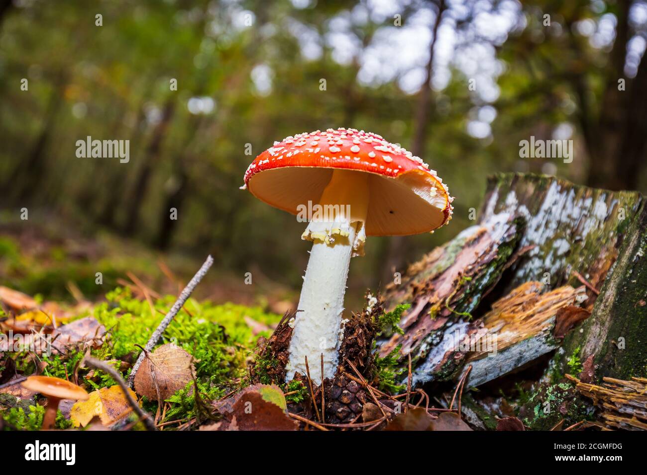 Amanita muscaria, fly Agaric oder amanita basidiomycota muscimol Pilz mit typischen weißen Flecken auf einem Red Hat in einem Wald fliegen. Natürliches Licht, lebendige Stockfoto