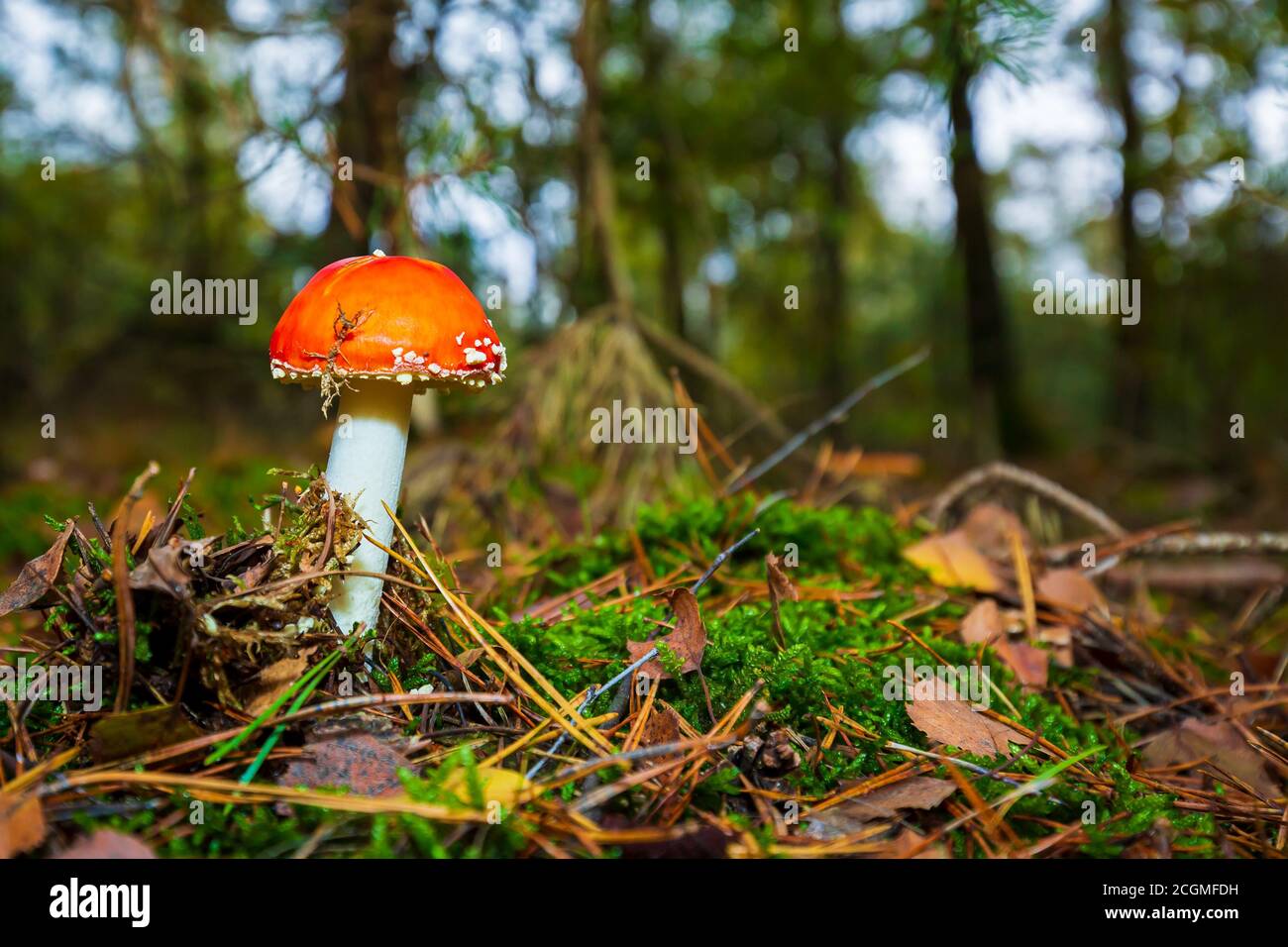 Amanita muscaria, fly Agaric oder amanita basidiomycota muscimol Pilz mit typischen weißen Flecken auf einem Red Hat in einem Wald fliegen. Natürliches Licht, lebendige Stockfoto