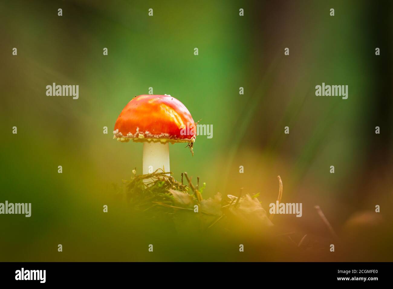 Amanita muscaria, fly Agaric oder amanita basidiomycota muscimol Pilz mit typischen weißen Flecken auf einem Red Hat in einem Wald fliegen. Natürliches Licht, lebendige Stockfoto