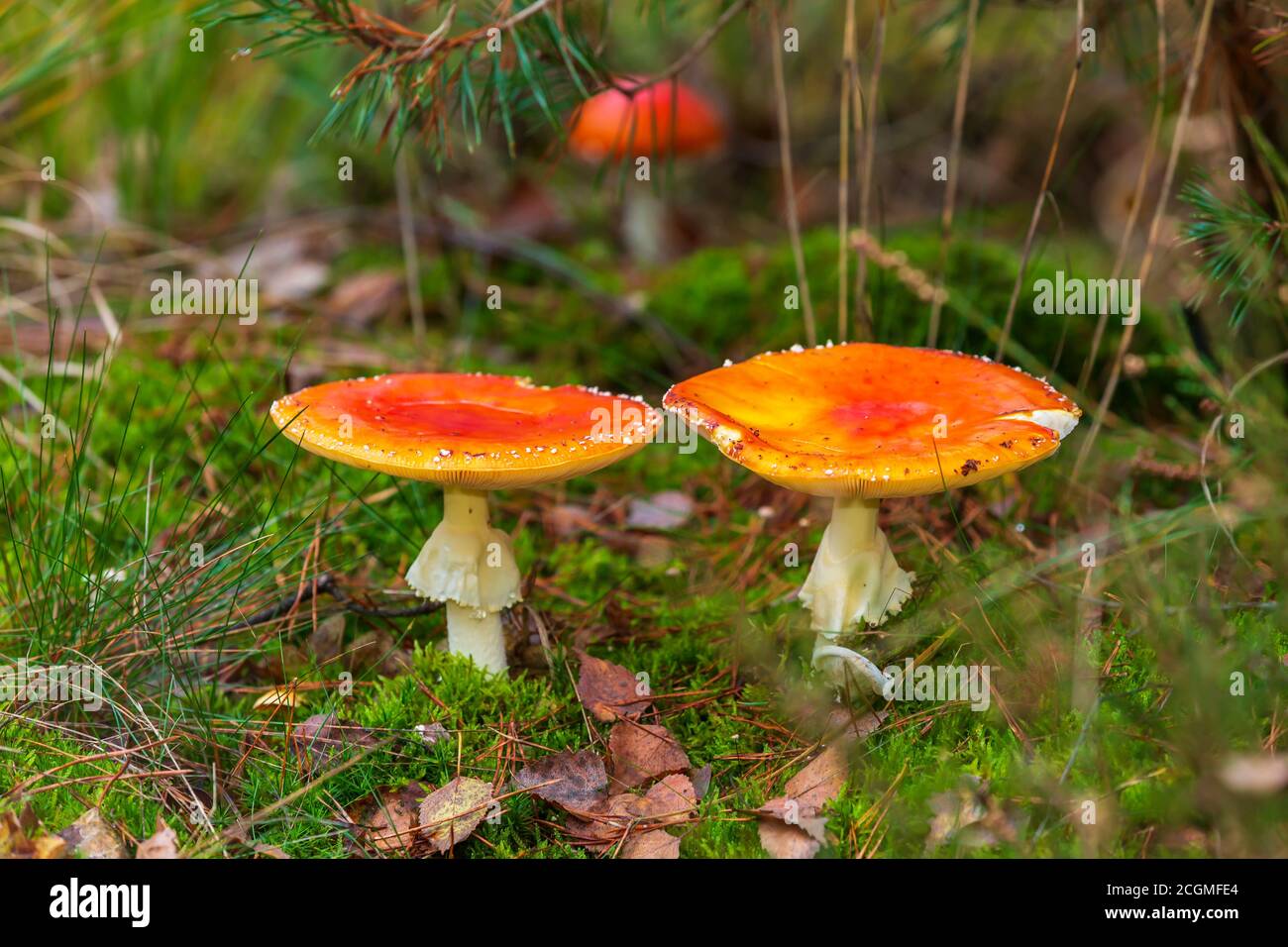 Amanita muscaria, fly Agaric oder amanita basidiomycota muscimol Pilz mit typischen weißen Flecken auf einem Red Hat in einem Wald fliegen. Natürliches Licht, lebendige Stockfoto