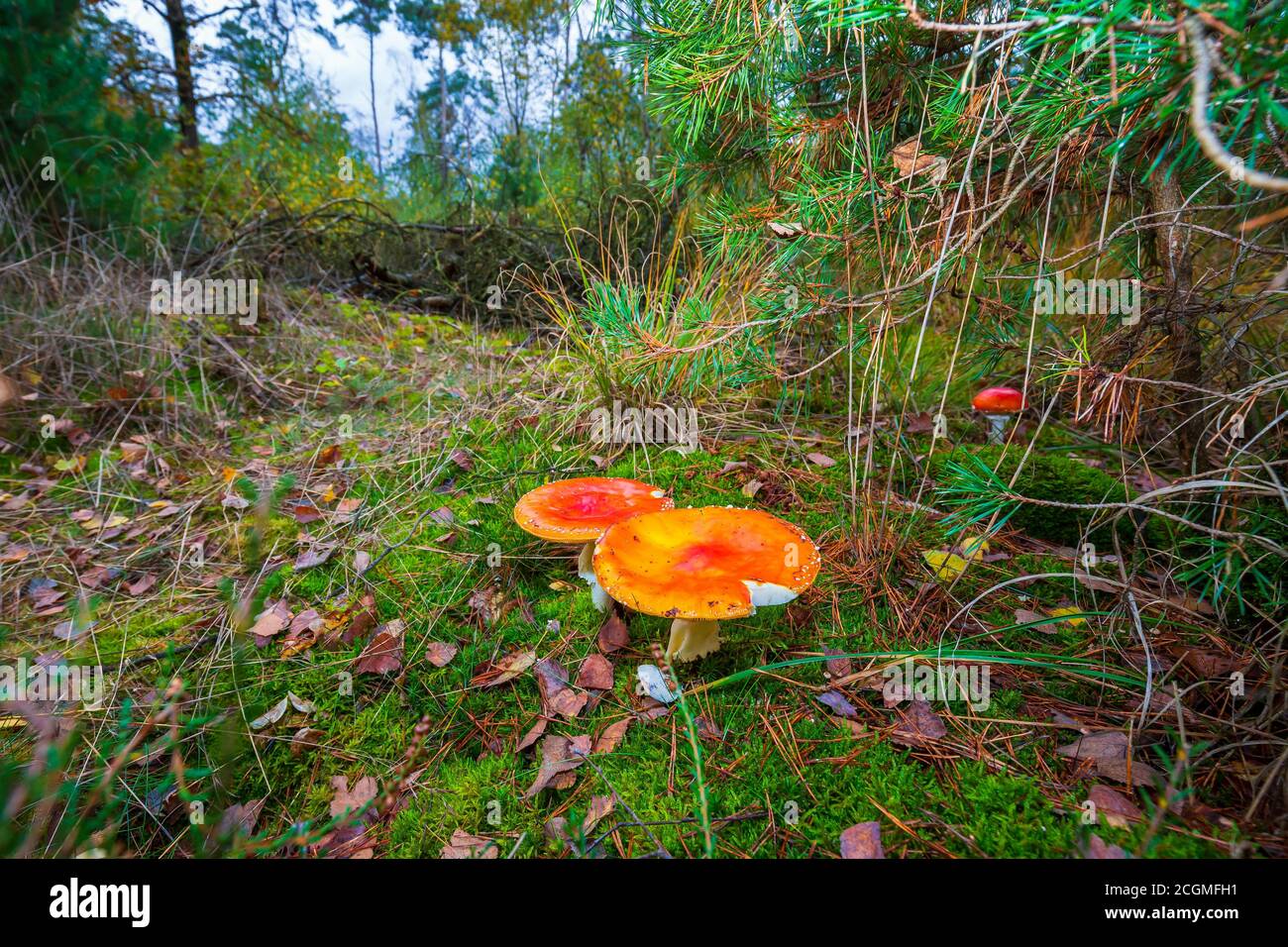 Amanita muscaria, fly Agaric oder amanita basidiomycota muscimol Pilz mit typischen weißen Flecken auf einem Red Hat in einem Wald fliegen. Natürliches Licht, lebendige Stockfoto