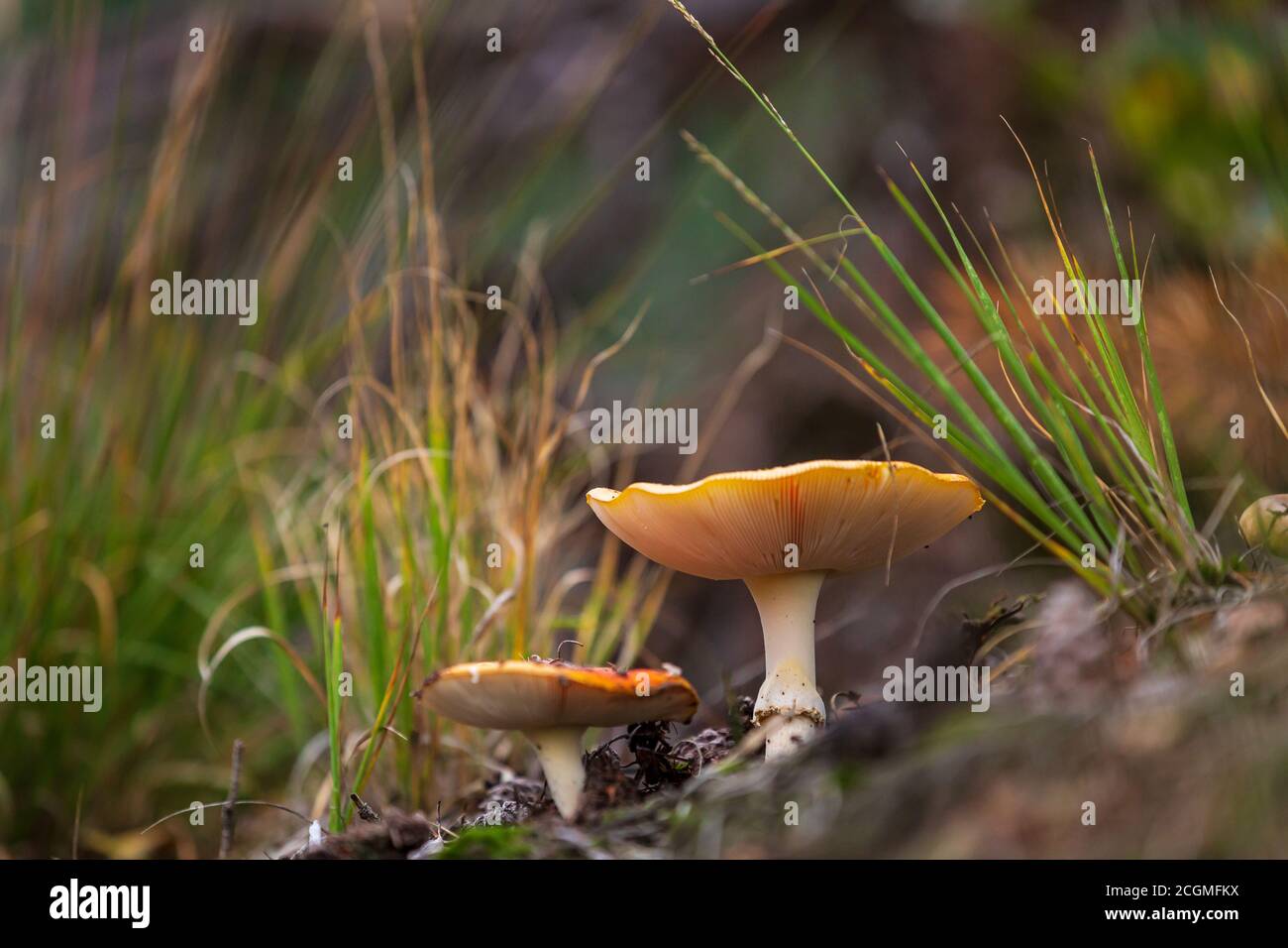 Amanita muscaria, fly Agaric oder amanita basidiomycota muscimol Pilz mit typischen weißen Flecken auf einem Red Hat in einem Wald fliegen. Natürliches Licht, lebendige Stockfoto