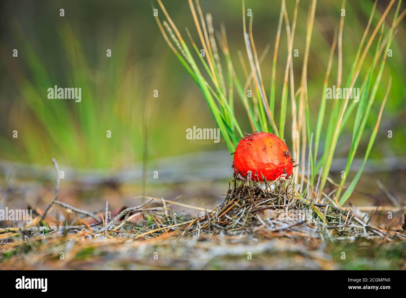 Traumhafte Nahaufnahme einer Aganita muscaria, Fliege Agaric Fly Amanita basidiomycota muscimol Pilz mit typischen weißen Flecken auf einem roten Hut in einem Wald. Entfällt Stockfoto