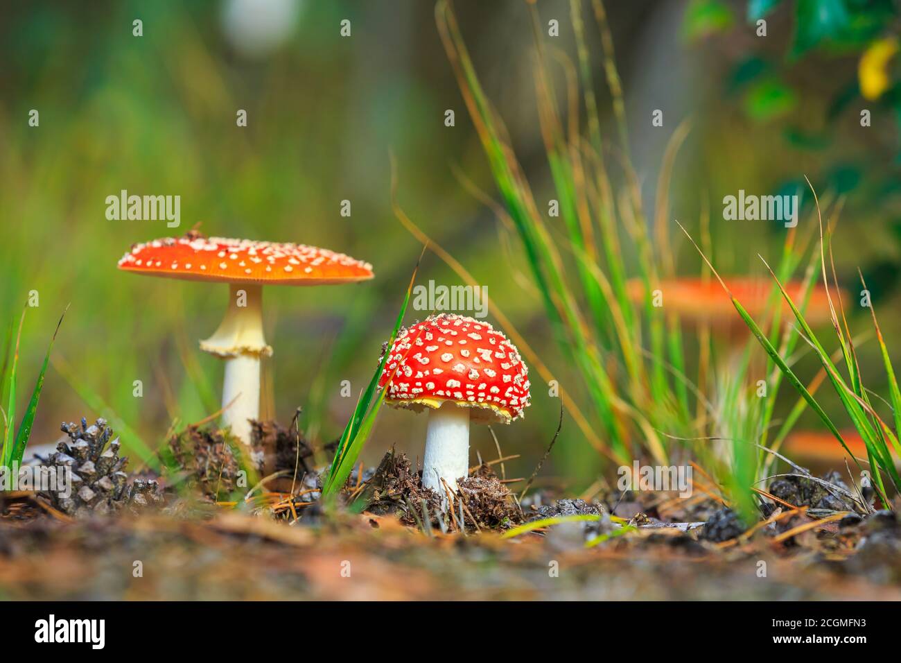 Traumhafte Nahaufnahme einer Aganita muscaria, Fliege Agaric Fly Amanita basidiomycota muscimol Pilz mit typischen weißen Flecken auf einem roten Hut in einem Wald. Entfällt Stockfoto